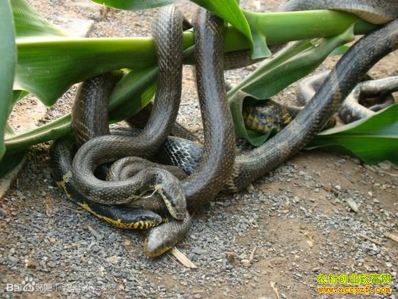 ����׬Ǯ������ǰ�����������߳ɱ����������