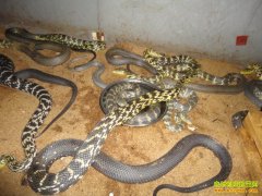 ��ֳ1000����������Ҫ���ٳɱ���