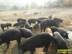 [ÿ��ũ��]ɭ������ֳ�¸�������������ɭ������ֳЧ���