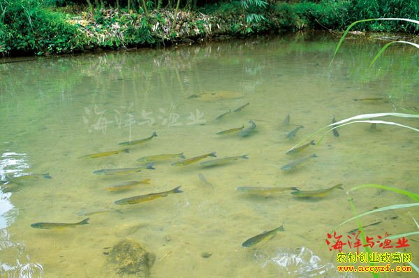 ��ˮ����ʽ����Ͷ���ټ�Ч��