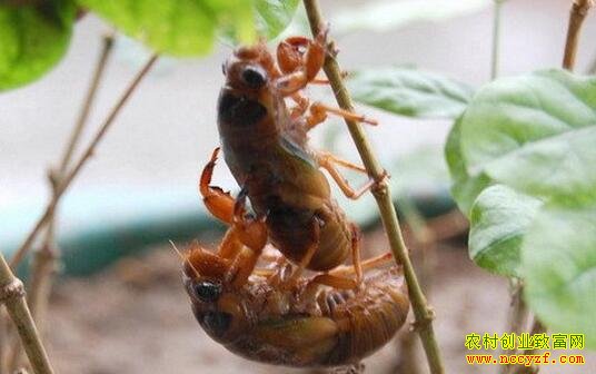 ��԰�������������׬��Ǯ