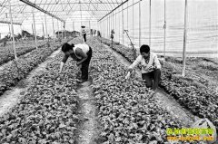 �����ް�����ֲ̩ɽ������һĶ������10��Ԫ