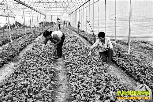 �����ް�����ֲ̩ɽ������һĶ������10��Ԫ