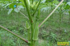 �������ô��ֲ�����������ֲ����