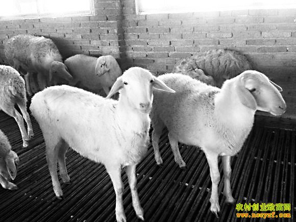 ������׬Ǯ�𣺺�����ֳ�ɱ��������