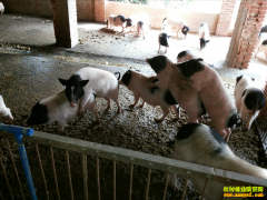 ������׬Ǯ�𣺰���������ֳǰ���ɱ�����ͷ��շ���