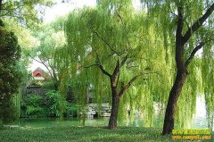 ��������ֲЧ��ߣ��������̻���ľ����Ʒ��