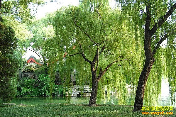 ��������ֲЧ��ߣ��������̻���ľ����Ʒ��