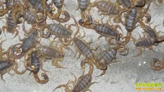 ��Ы��׬Ǯ��2016��Ы����ֳǰ�����۸��������