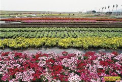 [�����е�]��̬�й�ϵ�У��㶫��ɽ�´廨���²Ƹ�