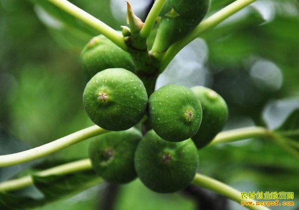 �޻����л����޻�������ڷۣ�