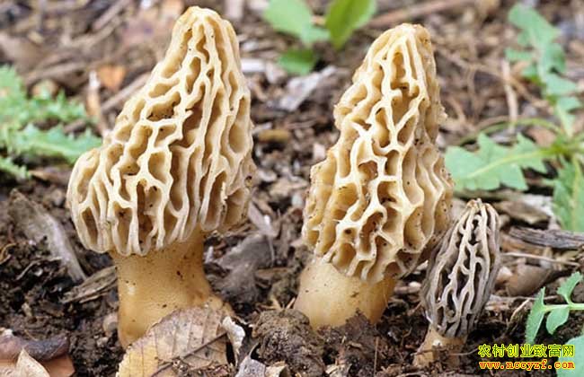 ��ֲʲôʳ�þ���׬Ǯ����׬��Ǯ��ֲ��Ǿ�