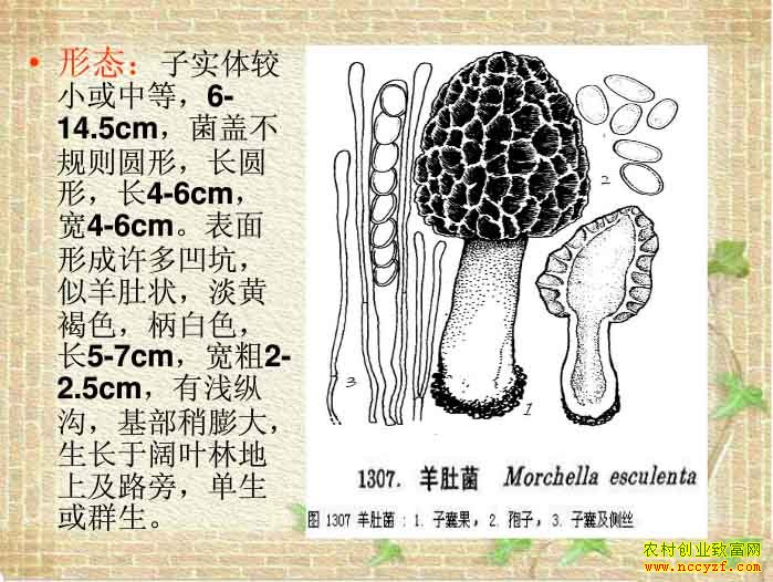 ������ֲ��Ǿ���ͼ����Ǿ���ֲ����