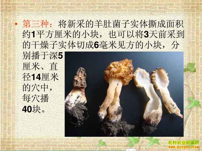 �˹���Ǿ���ֲ����