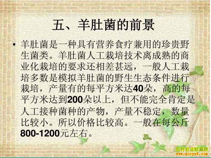 ��Ǿ�������ֲ��ǰ��