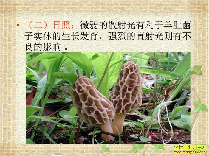 ��Ǿ�����