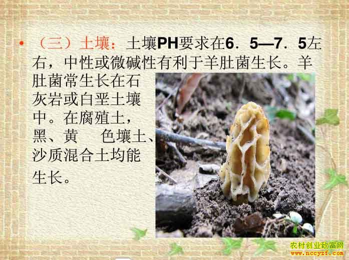 ��Ǿ�����������Ҷ�ֻ������콻�ֵĸ�ֳ�ʲ���