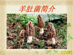 ������ֲ��Ǿ���ͼ����Ǿ���ֲ����