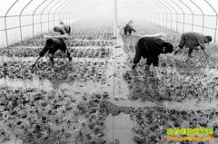 �ٲ���ֲЧ��߳�ũ���¸�����Ŀ