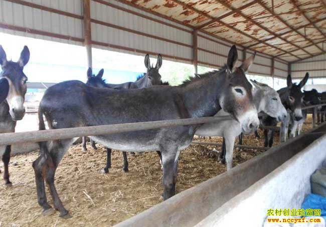 �ӱ�����ʯ������¿׬Ǯ �������������¿��ֳС��·