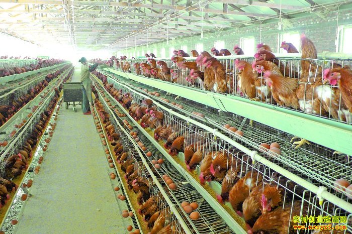 ���쳤����������ֳ��ҵ�ڡ��ɱ䡱������