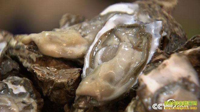 [�¸���]ɽ����ɽ���Ʋ������ŵ�ĵ������