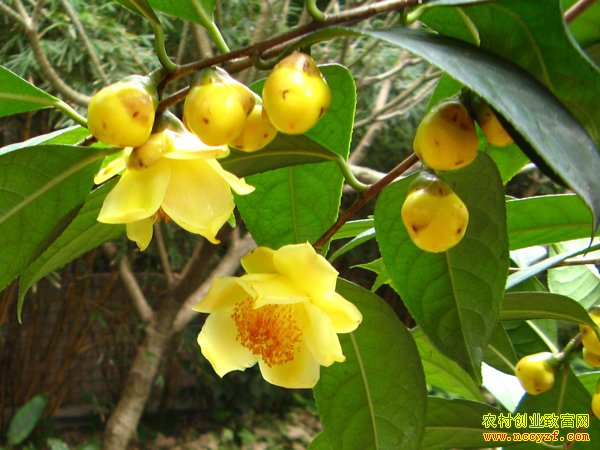 �𻨲����༼����Ƶ