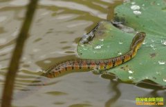 [ÿ��ũ��]��������ߴ����Ƹ�