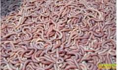 [�Ƽ�Է]������ֳ������Ƶ