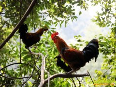 [�Ƽ�Է]����׿�����ؼ���Ƶ