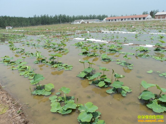 �Ĵ���Ԫ80��С�����������ź����������ƶ�¸�