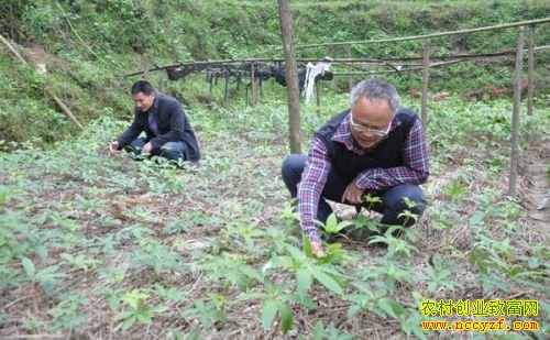 ��������½��ƽ������ҩ����Ҷһ֦�������¸�·