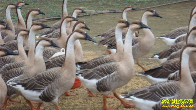 �������ֳЧ�����