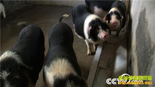 �¸�������������������׬Ǯ