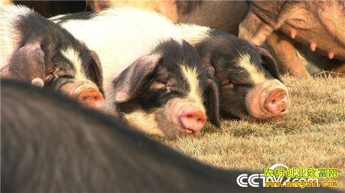 致富经:他花样养花猪好赚钱