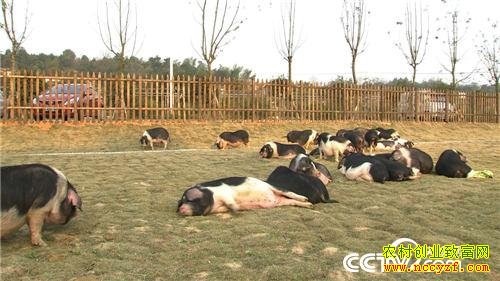 致富经:他花样养花猪好赚钱