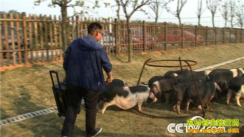 致富经:他花样养花猪好赚钱