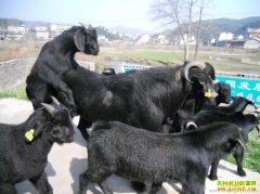 �Ĵ��������ֳ��ɽ�����ũ�񷢼��¸�