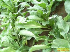 �ְ�����׬Ǯ���������˫��ֲ����������һ����