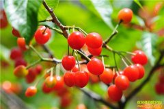 ���ճ����񽨹�5�����ڵ���������ӣ�ҡ�����