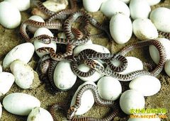 �����������Ӻ�����׬Ǯ�¸�����һƬ��