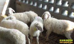 [ũ�����]������ֳ������Ƶ