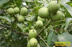 �Ĵ���ʤ���÷��ֲ�����պ��ҳ��¸�����Ŀ