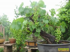 ����̫��κ����ֲ�辰����Ч�淭����ũ���¸�����Ŀ