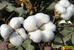 [�Ƽ�Է]Ϊʲôɳ����޻���ô��