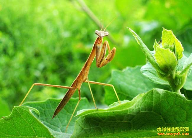 �����׬Ǯ�������ֳǰ������ֳ����