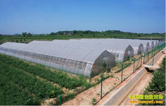 济南万克敏620亩蔬菜大棚年销售蔬菜4000吨