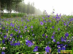 ��ʲôҩ����׬Ǯ�����ټ��� ������ֲ�۹�ǰ����