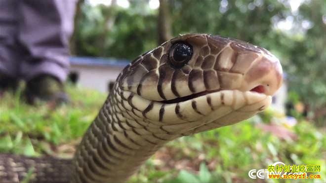 [�¸���]�������ݵ�СС����׳�����߼�