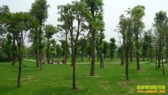 ����ľ��׬Ǯ����ľ�г�����͹� ���ػ���ת��